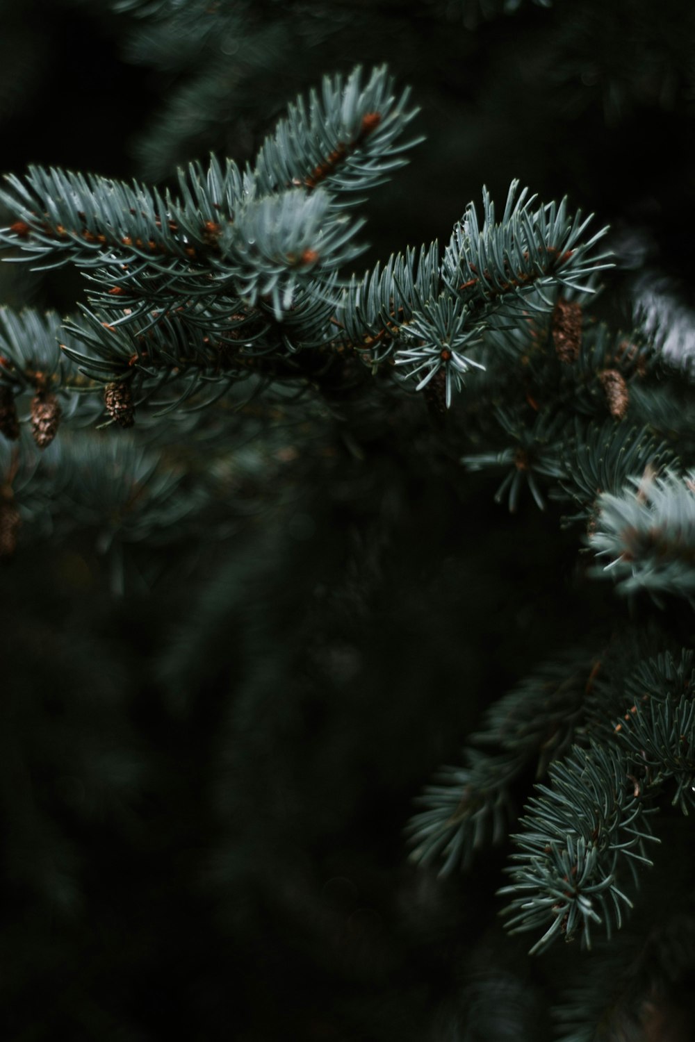 green pine tree with snow