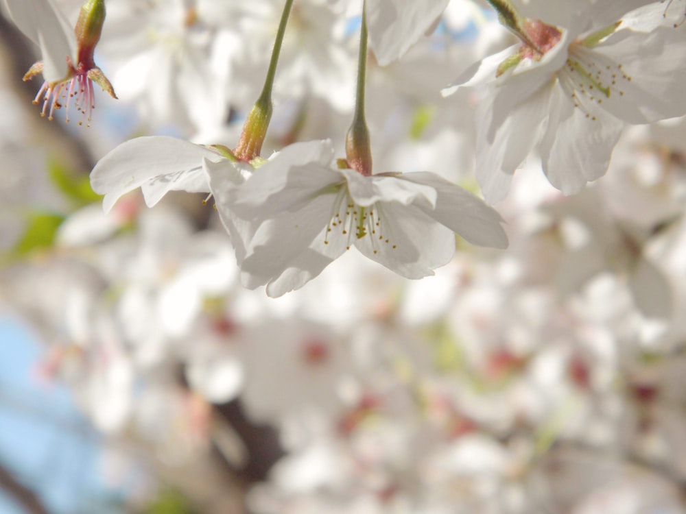 white cherry blossom in close up photography