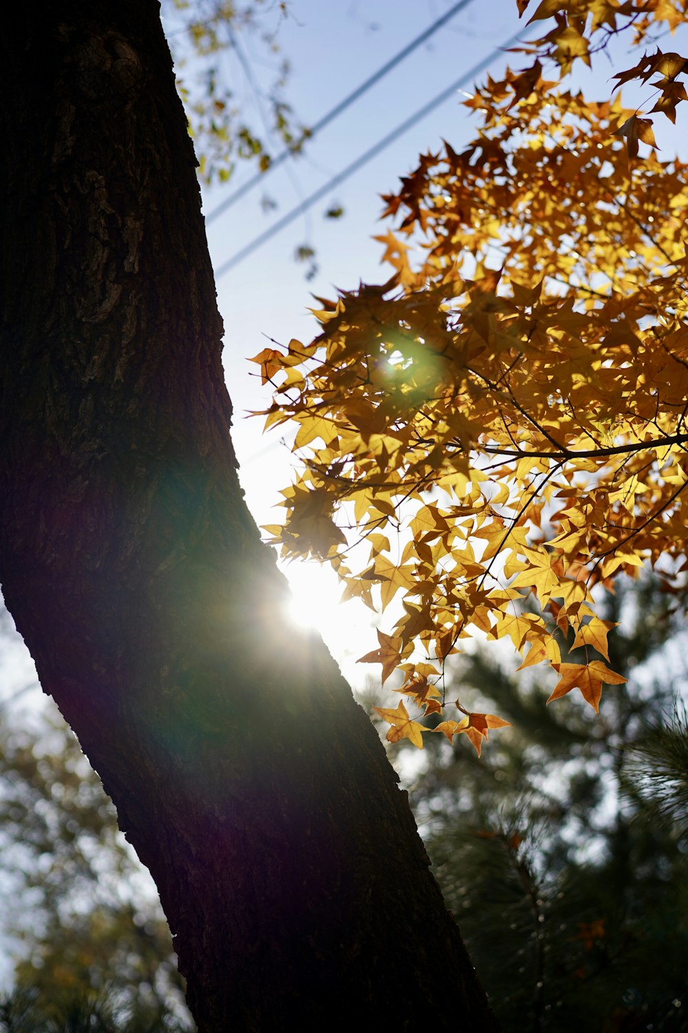 brown maple tree during daytime