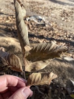 Close-up of hands holding tobacco leaves used in a spiritual reading.