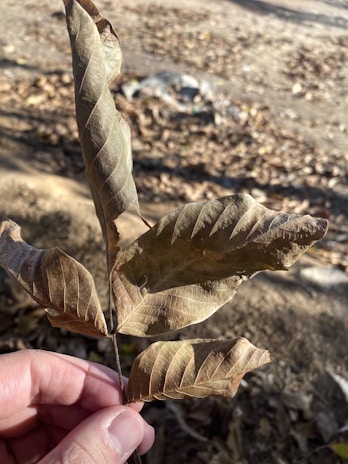 Close-up of fresh patchouli leaves drying in the sun at a West Sumatra farm.