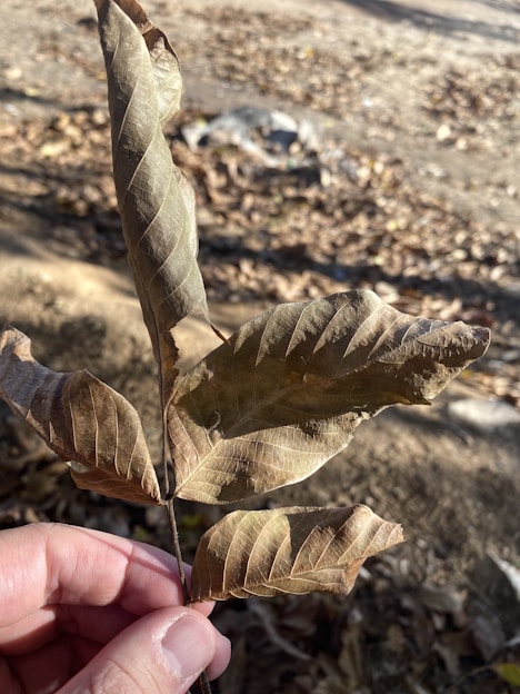 Close-up of hand holding fresh ashwagandha roots in a sunlit garden