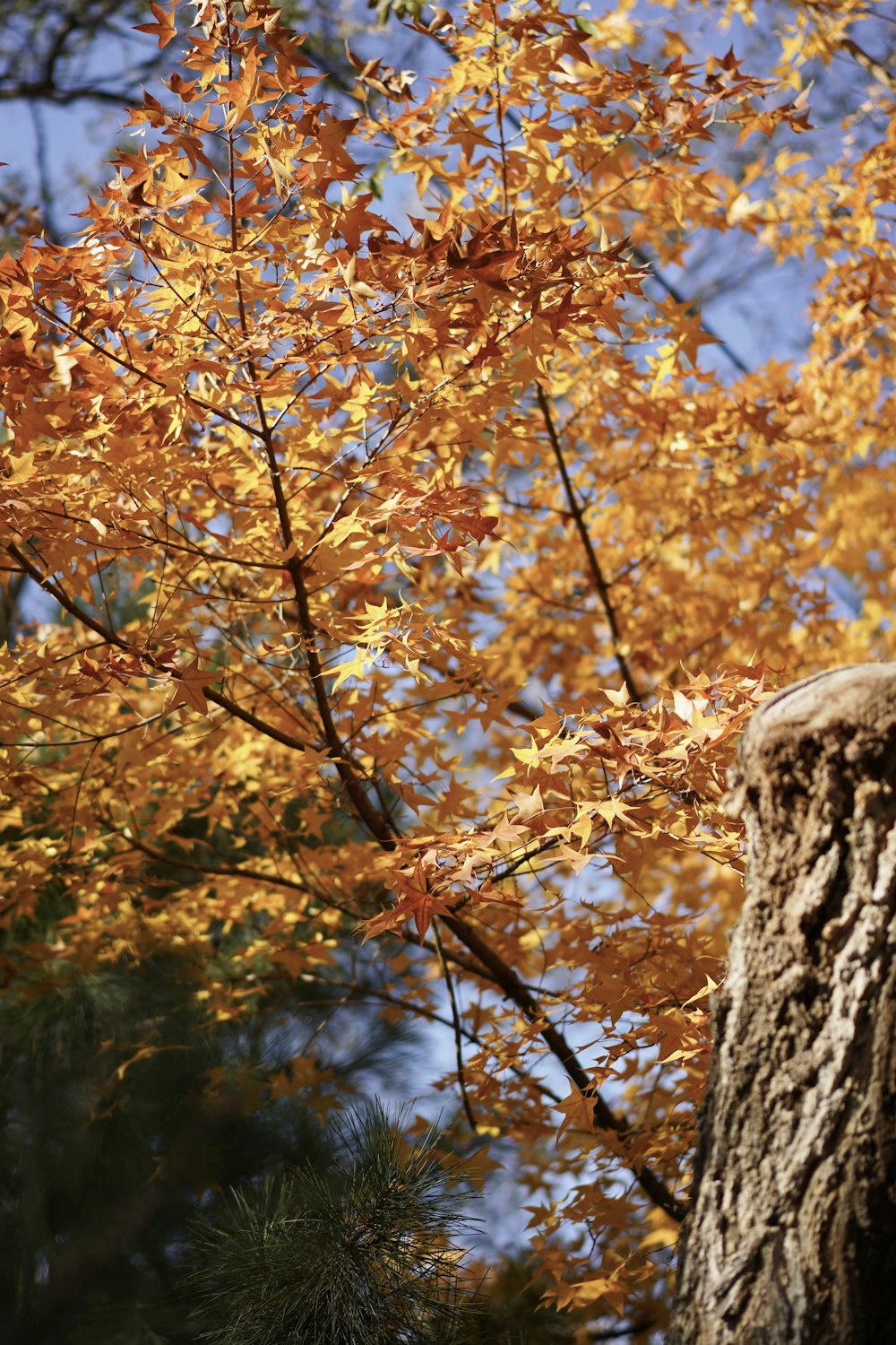 brown leaves on tree branch during daytime