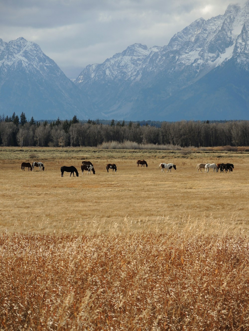 herd of sheep on brown grass field during daytime