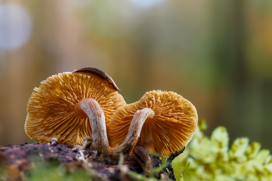 brown and white mushroom in close up photography