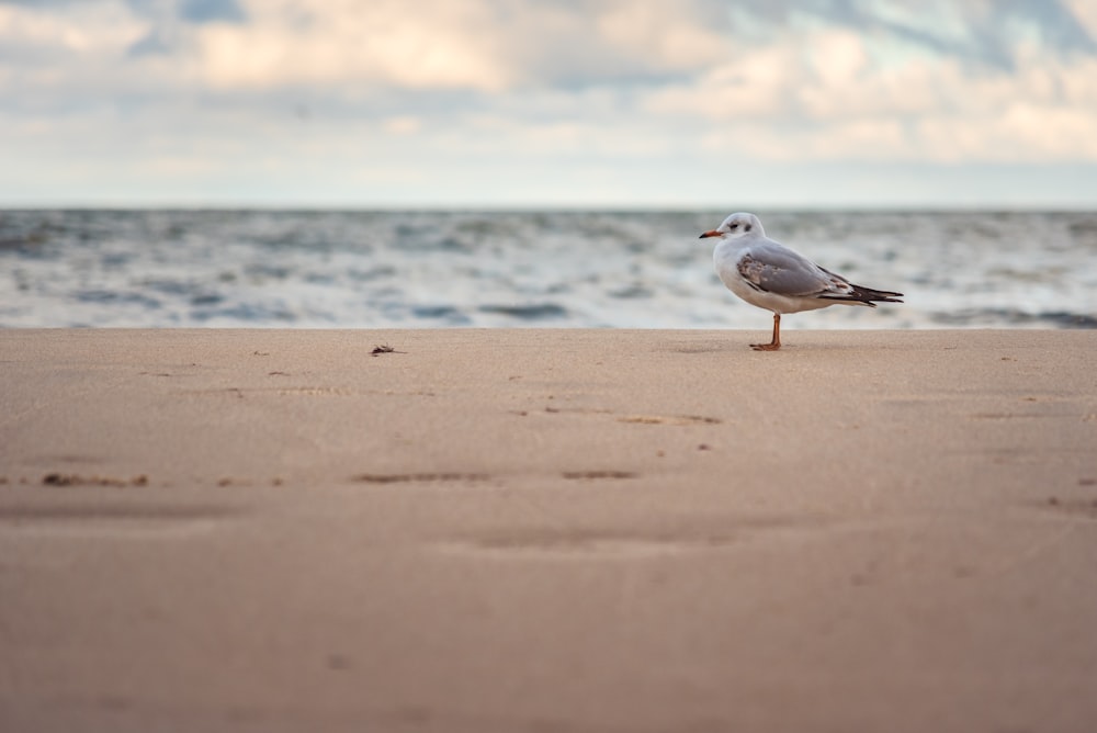 white and gray bird on beach shore during daytime