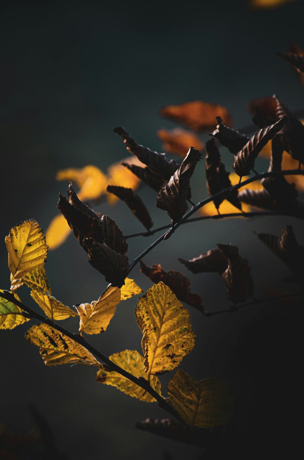 yellow leaves on brown tree branch