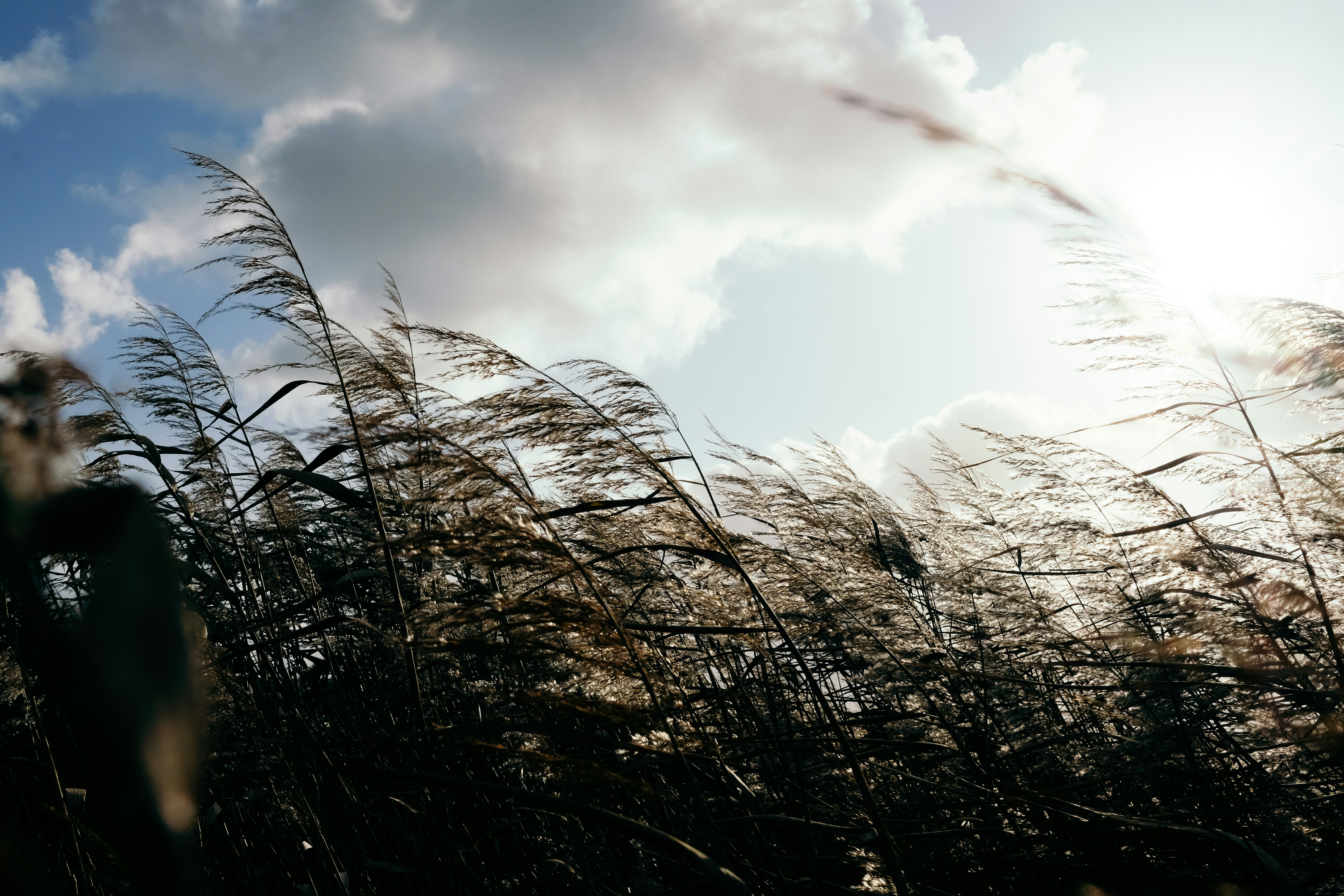 brown grass under white clouds during daytime