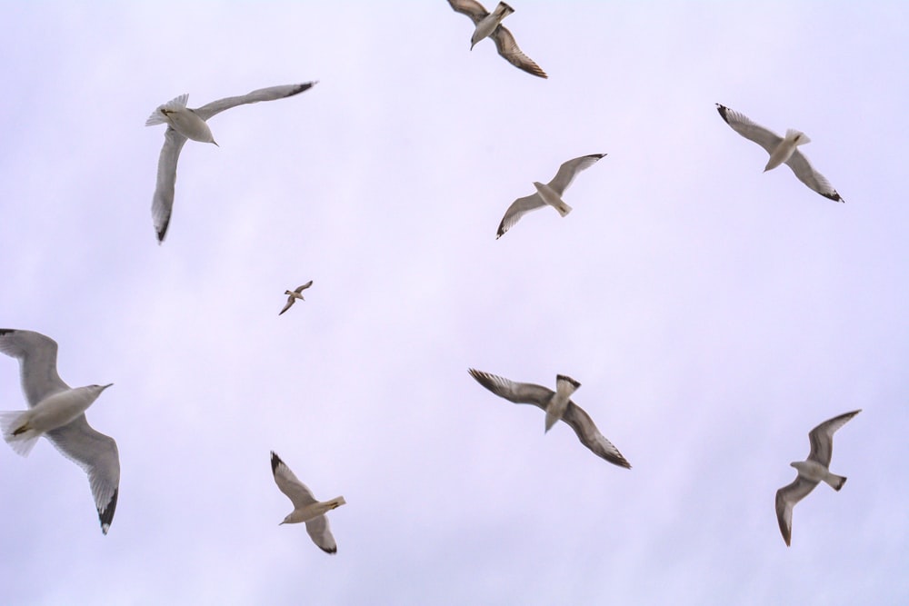 white birds flying during daytime