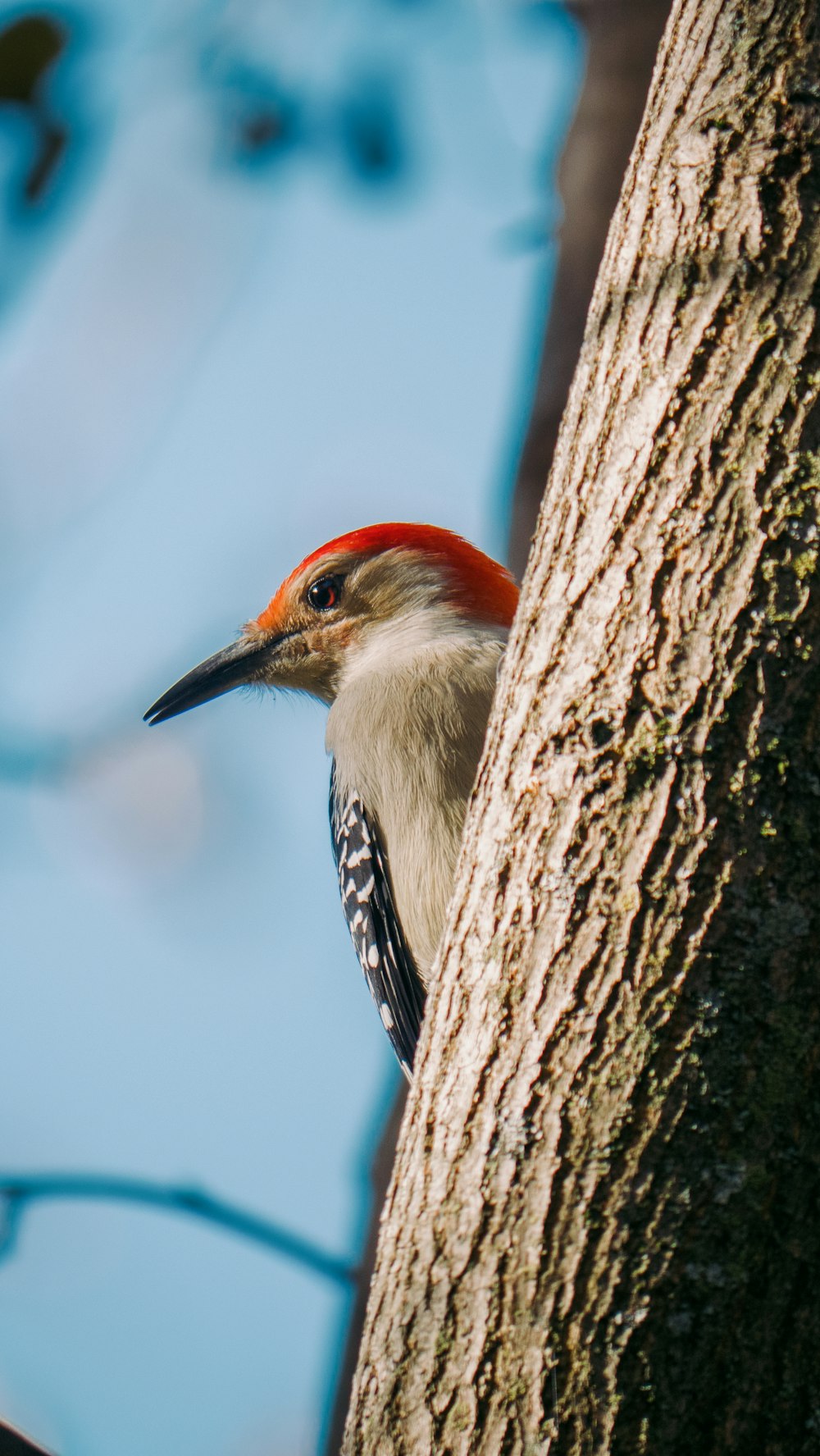 white black and orange bird on brown tree branch during daytime