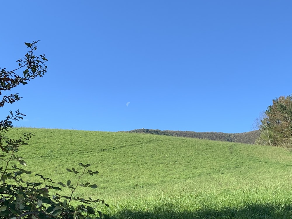 green grass field under blue sky during daytime