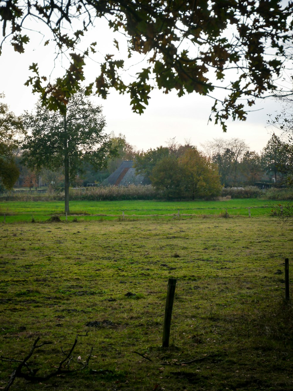 green grass field with trees during daytime