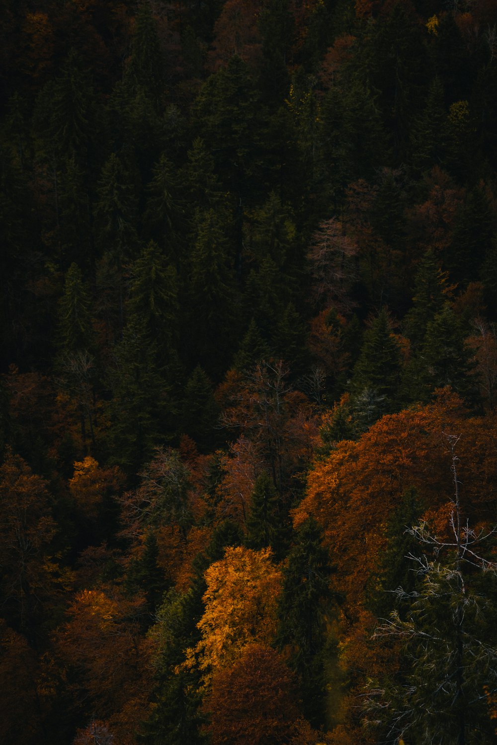 green and brown trees during daytime