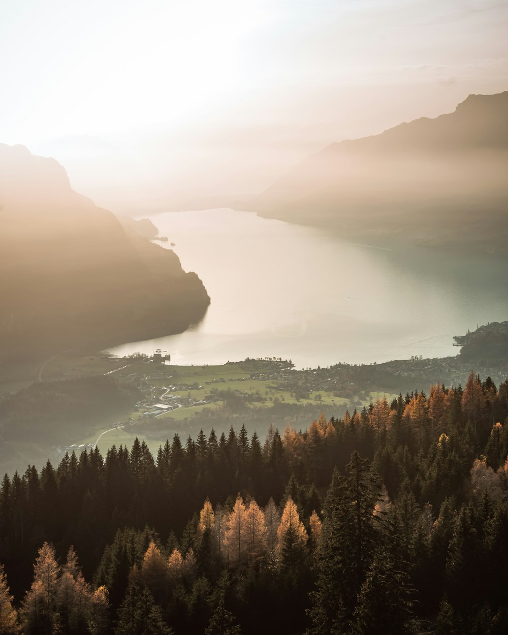 green and brown trees near body of water during daytime