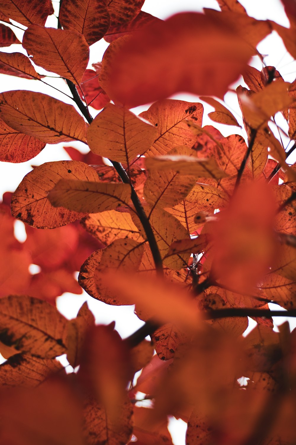 brown leaves in tilt shift lens