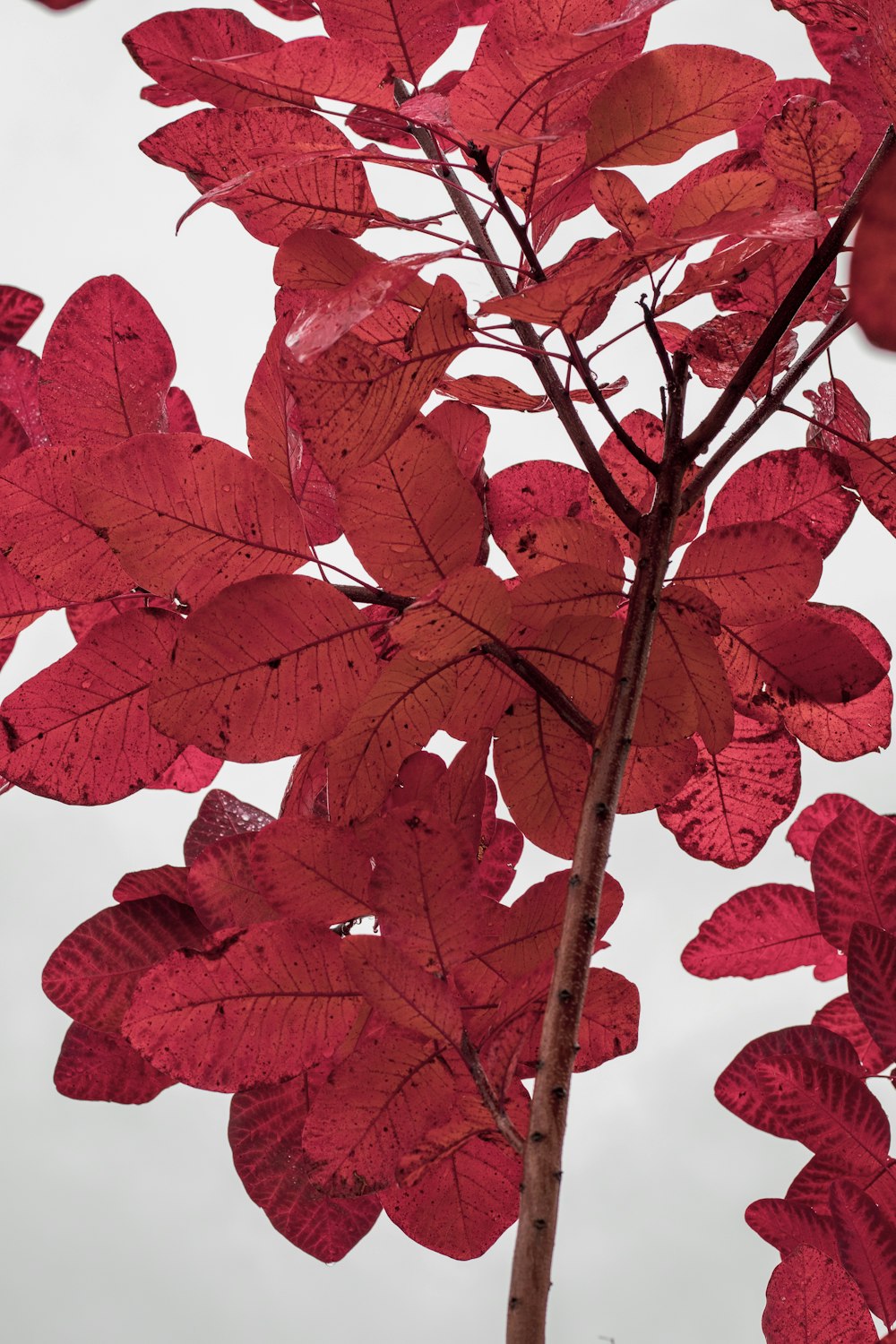 red leaves on white background