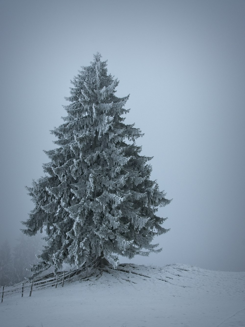 snow covered pine tree during daytime