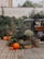 A quaint outdoor setting featuring a vintage food truck surrounded by lush greenery and a variety of pumpkins and plants. String lights hang above, adding a warm, inviting ambiance. A chalkboard menu displays coffee options, and a burlap sack adds a rustic touch to the decor.