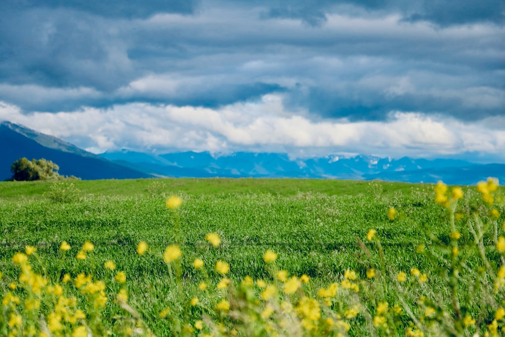 campo de flores amarillas bajo el cielo azul y nubes blancas durante el día