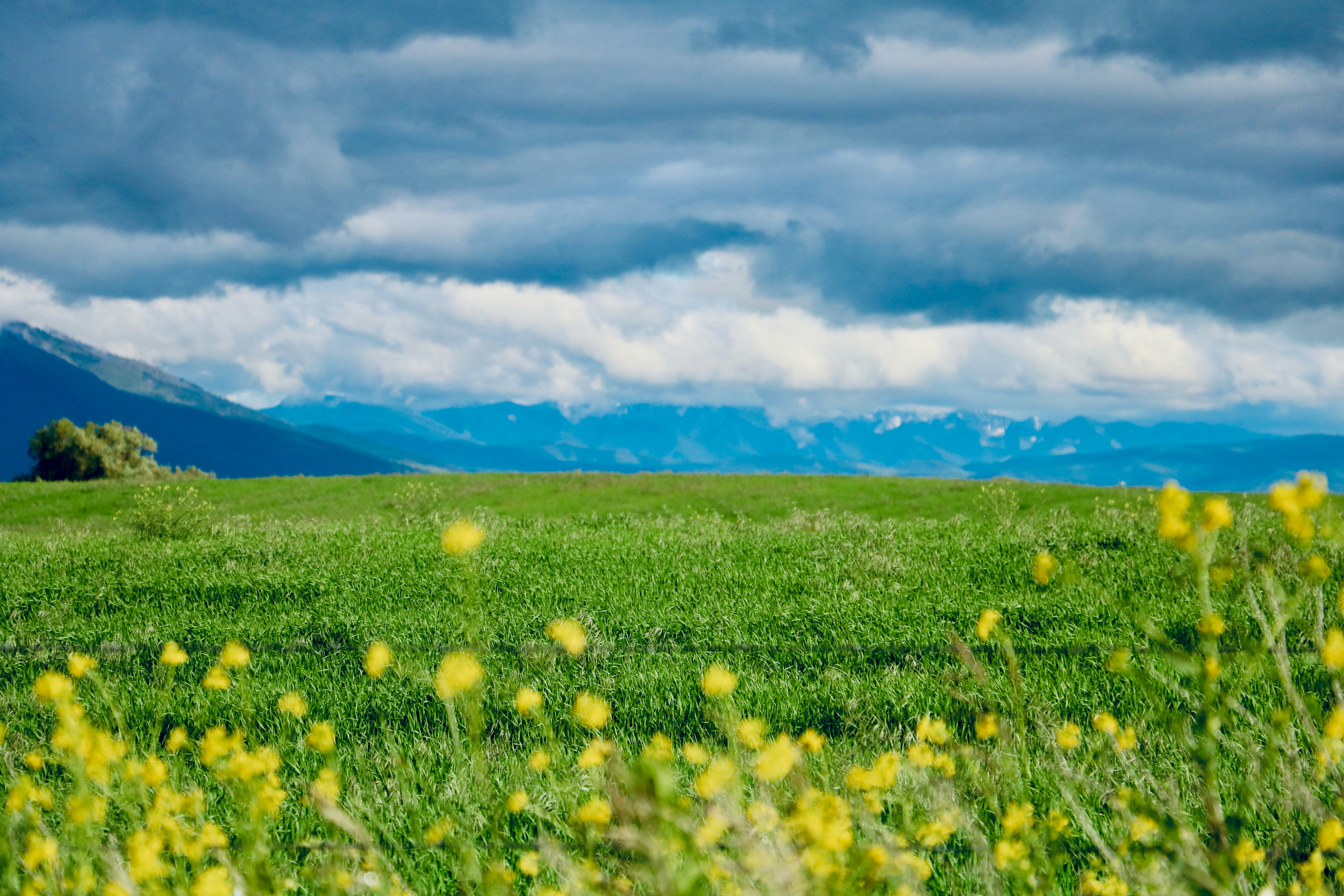 The field before entering Flathead Lake