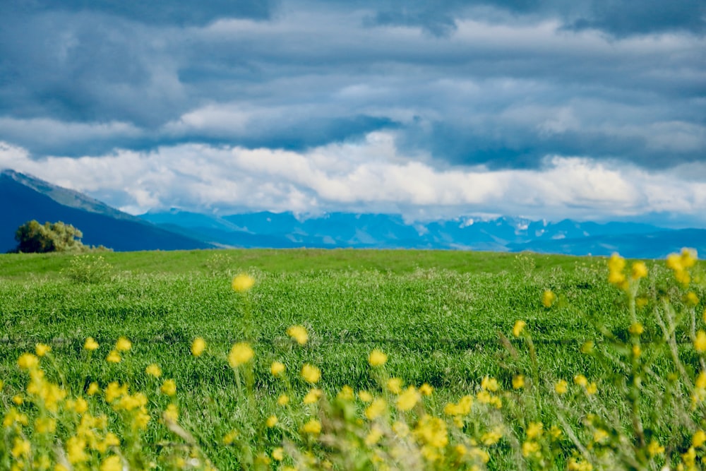 yellow flower field under blue sky and white clouds during daytime