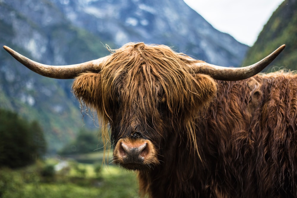 brown cow on green grass field during daytime