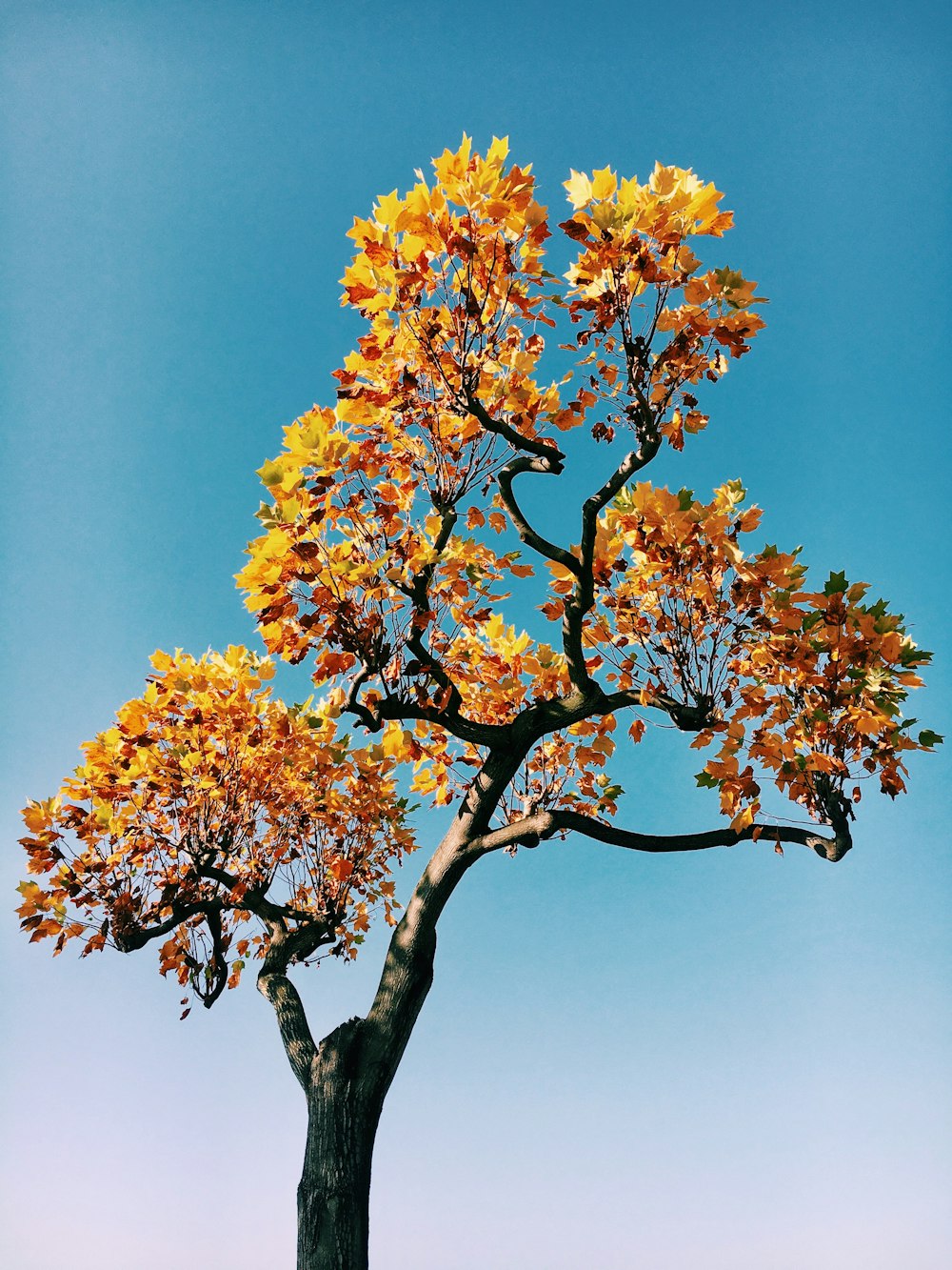 昼間の青空の下で黄色と茶色の木