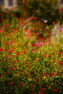 red and green flower field during daytime