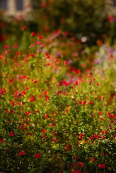 red and green flower field during daytime