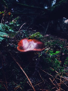A mushroom with a shiny, reddish-brown cap is nestled among lush green ferns and surrounded by forest floor debris. The environment is dimly lit, with a mixture of earthy textures and colors creating a mystical woodland atmosphere.