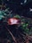 A mushroom with a shiny, reddish-brown cap is nestled among lush green ferns and surrounded by forest floor debris. The environment is dimly lit, with a mixture of earthy textures and colors creating a mystical woodland atmosphere.