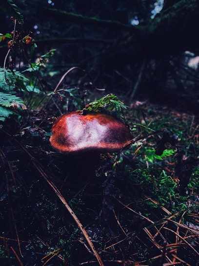 A mushroom with a shiny, reddish-brown cap is nestled among lush green ferns and surrounded by forest floor debris. The environment is dimly lit, with a mixture of earthy textures and colors creating a mystical woodland atmosphere.