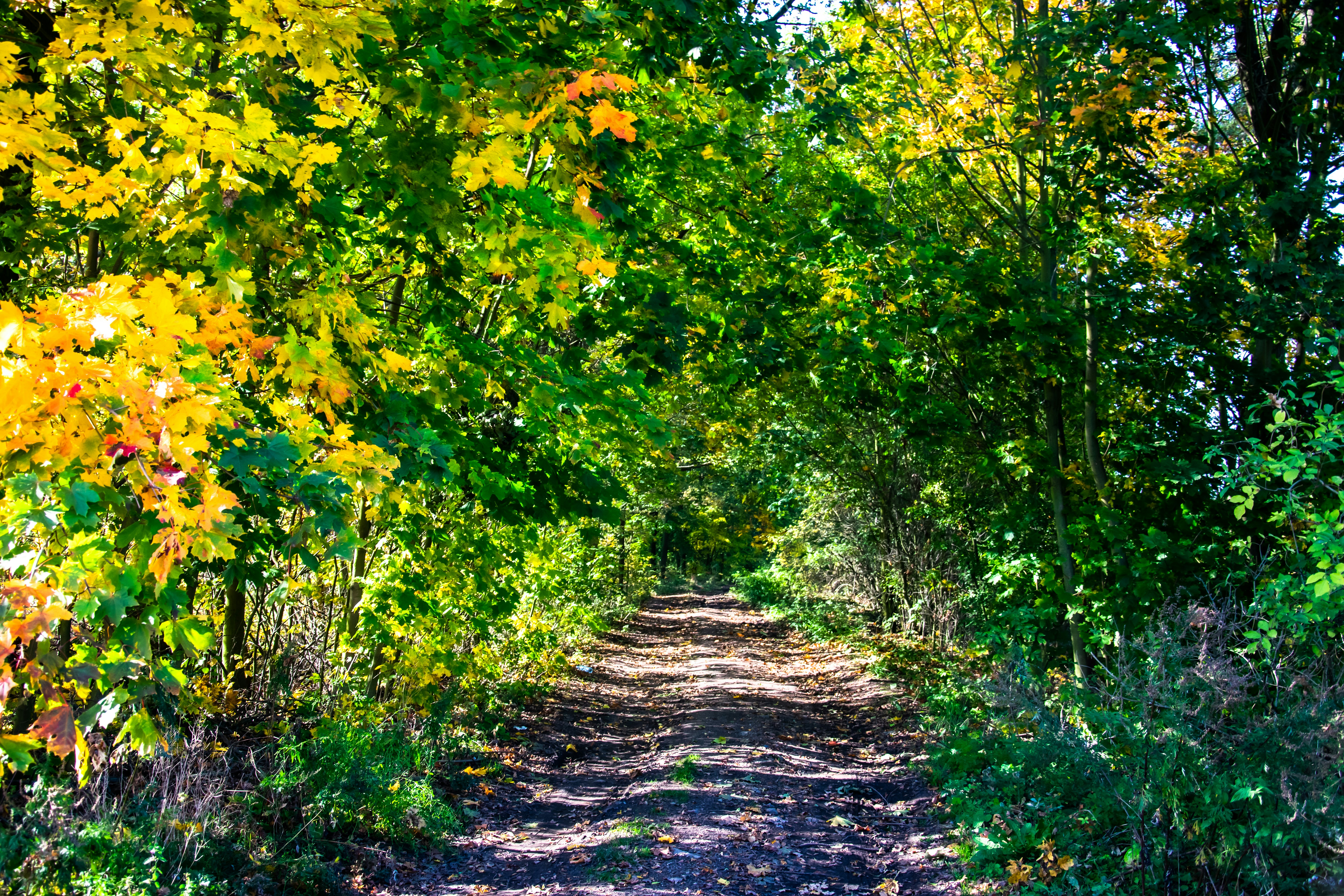 Autumn landscape with a road