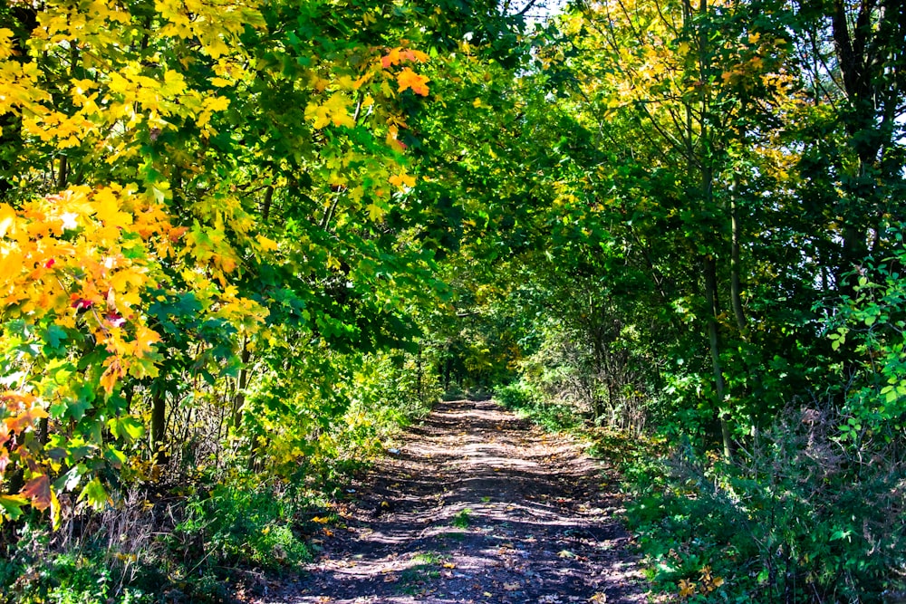 green and yellow trees during daytime