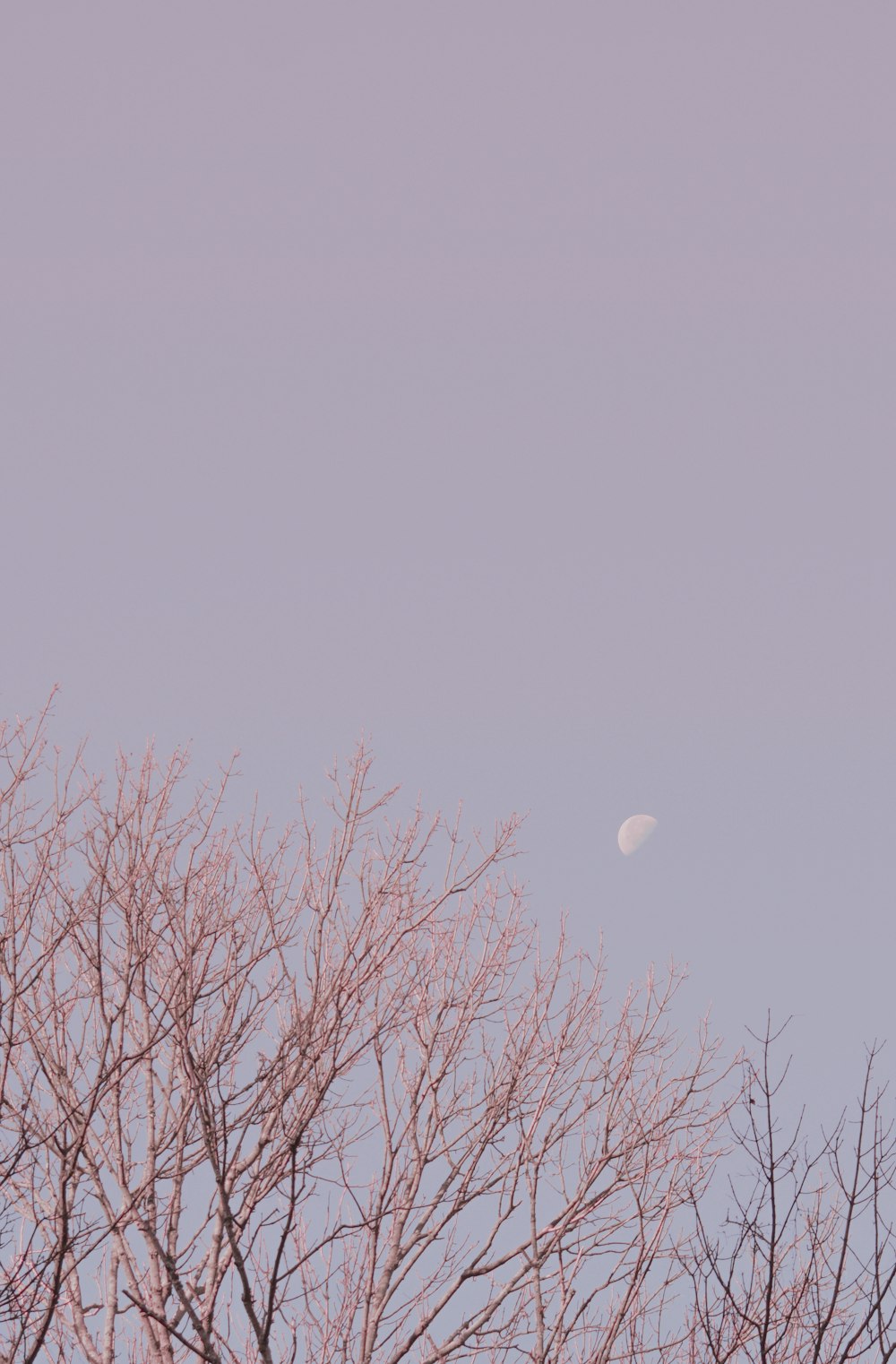 leafless tree under white sky during daytime