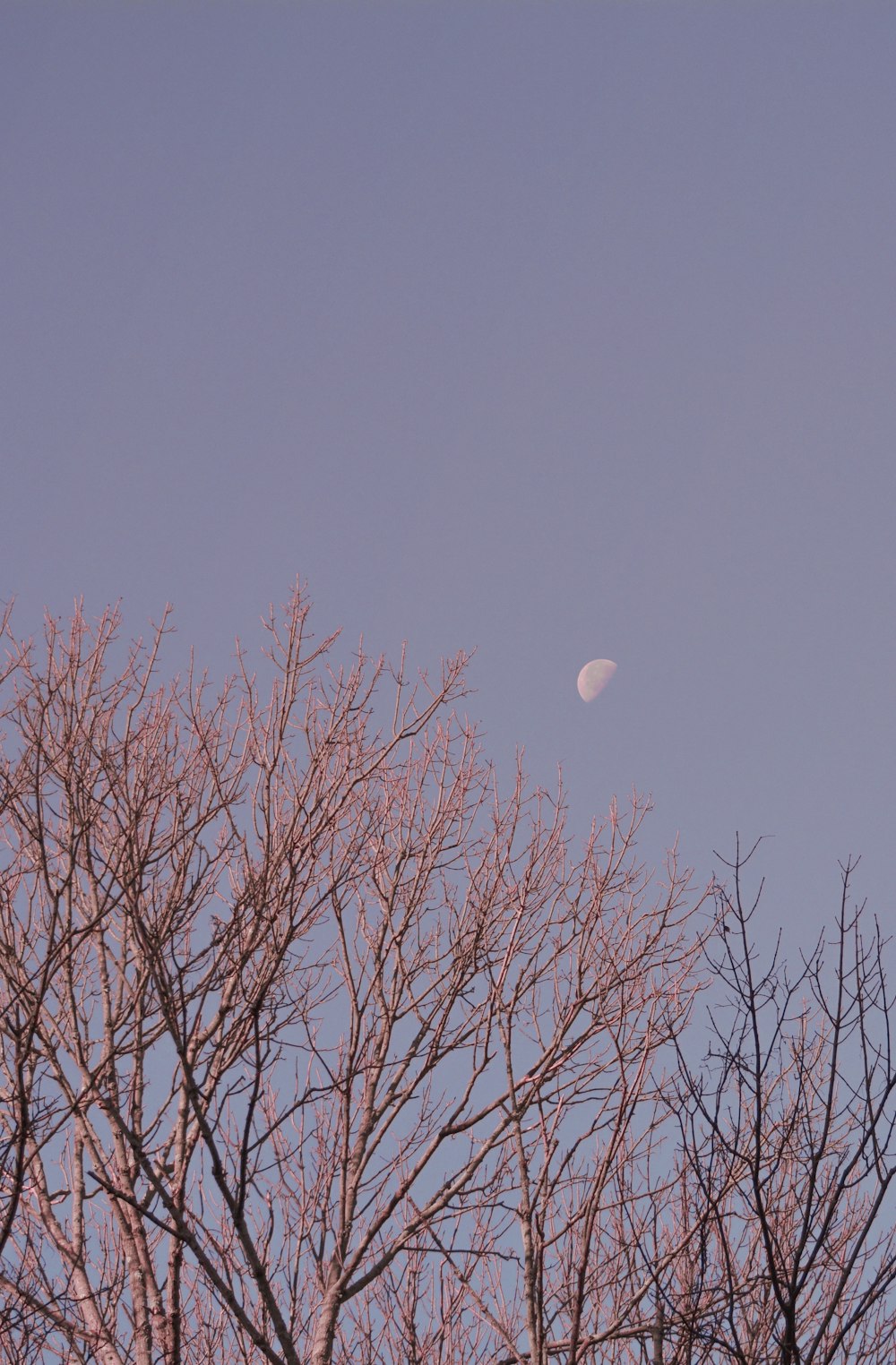 bare tree under full moon