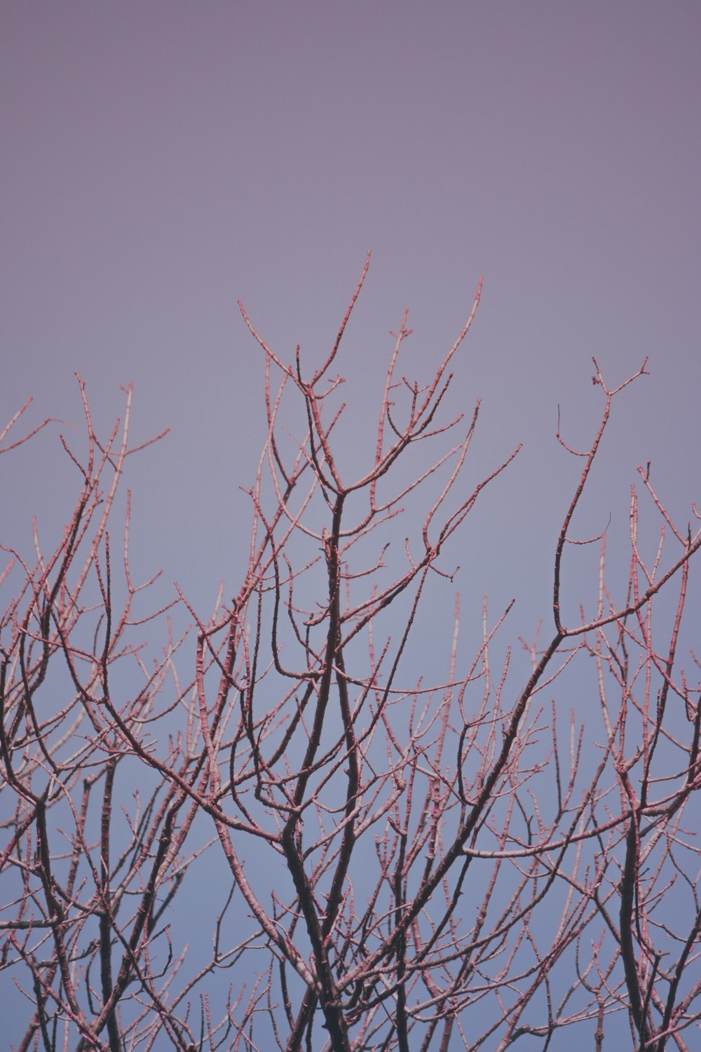 leafless tree under white sky