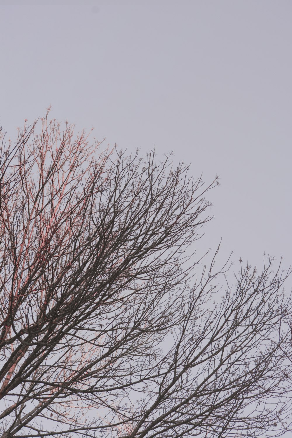 brown leafless tree under white sky