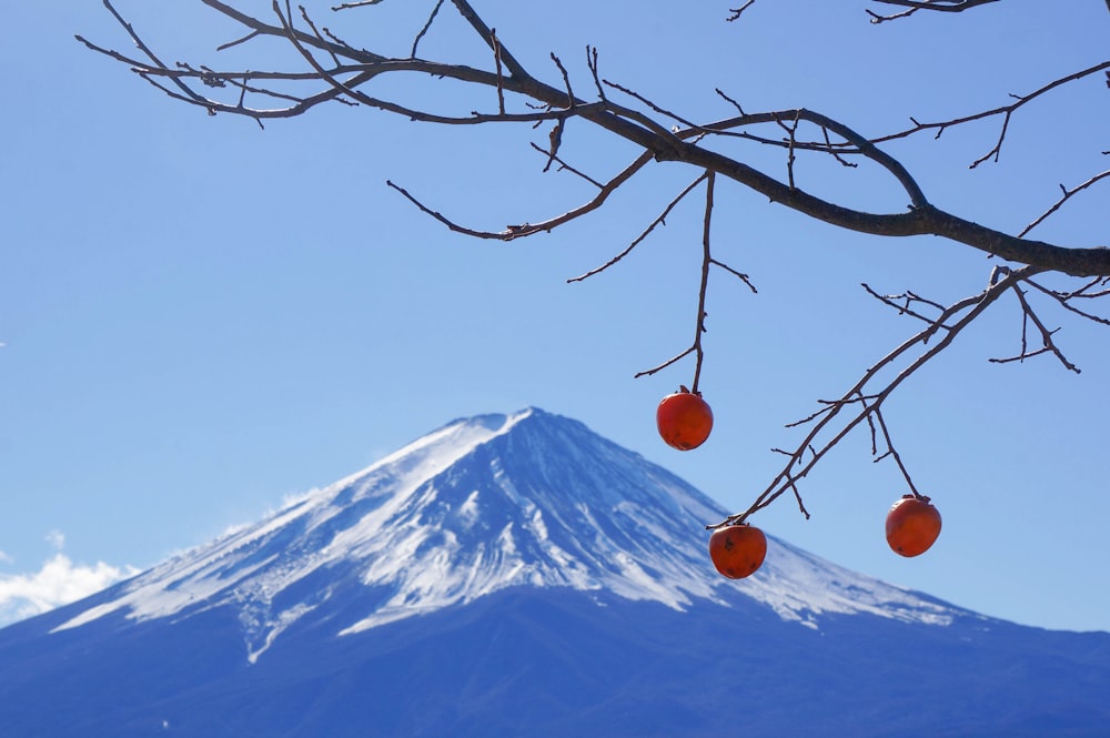 brown leafless tree near snow covered mountain during daytime