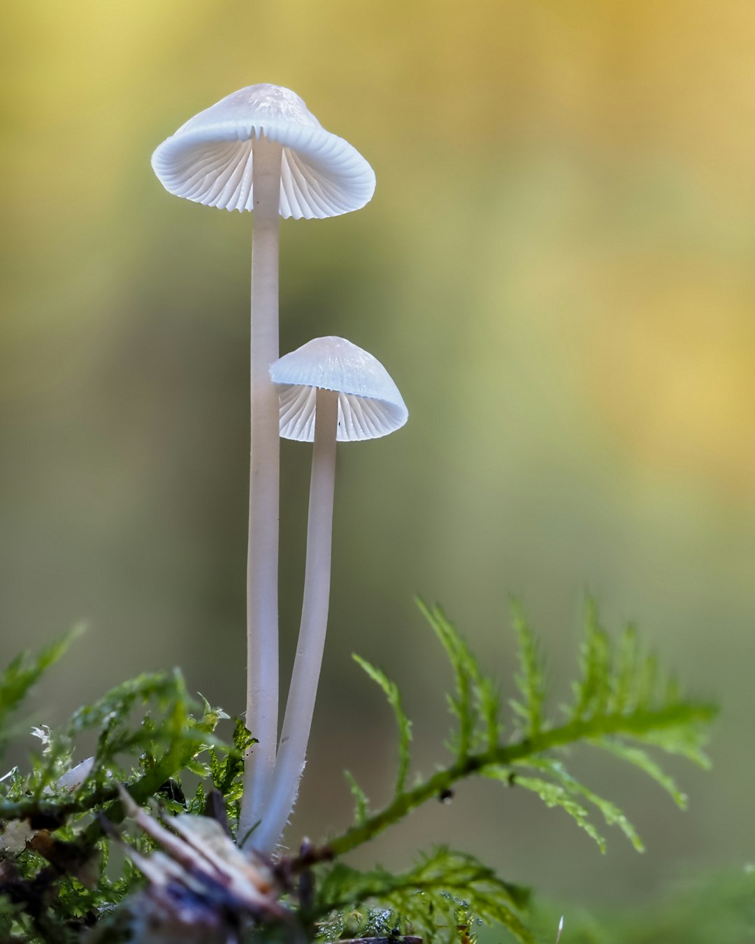 white mushroom in tilt shift lens