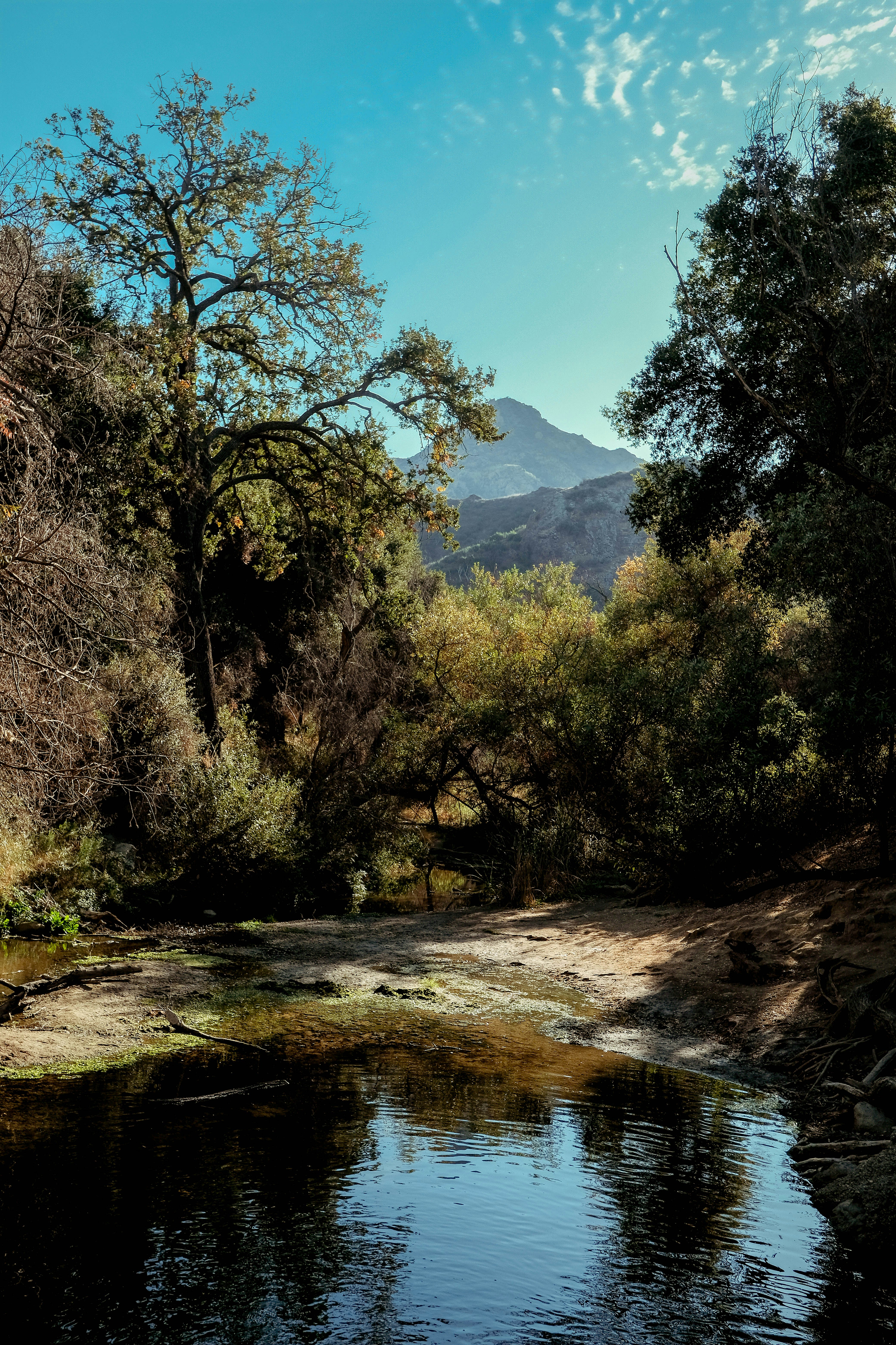 green trees near river under blue sky during daytime