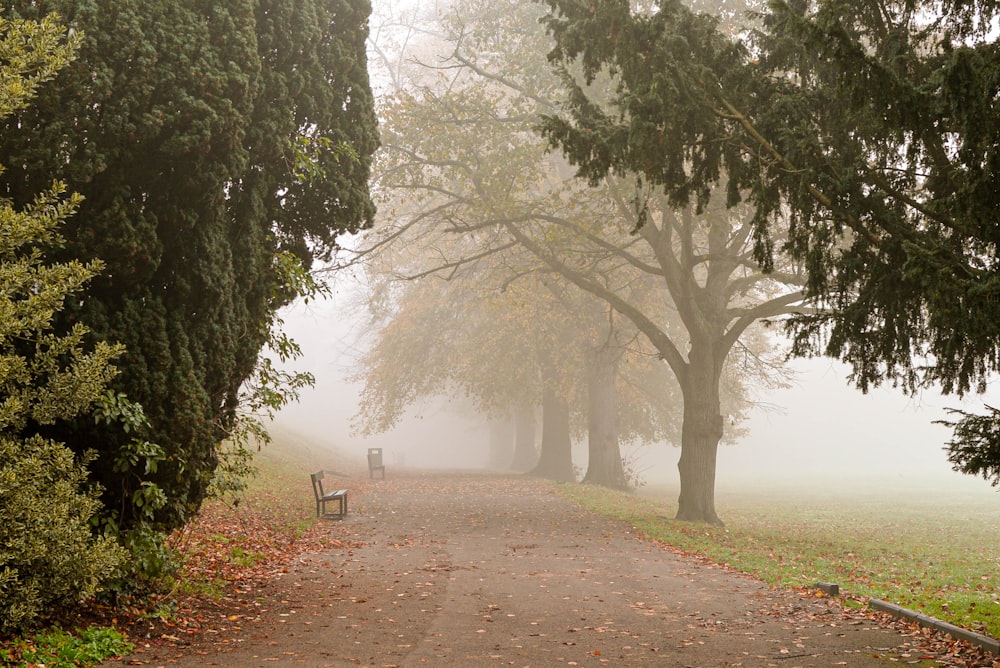 brown wooden bench under green leaf trees