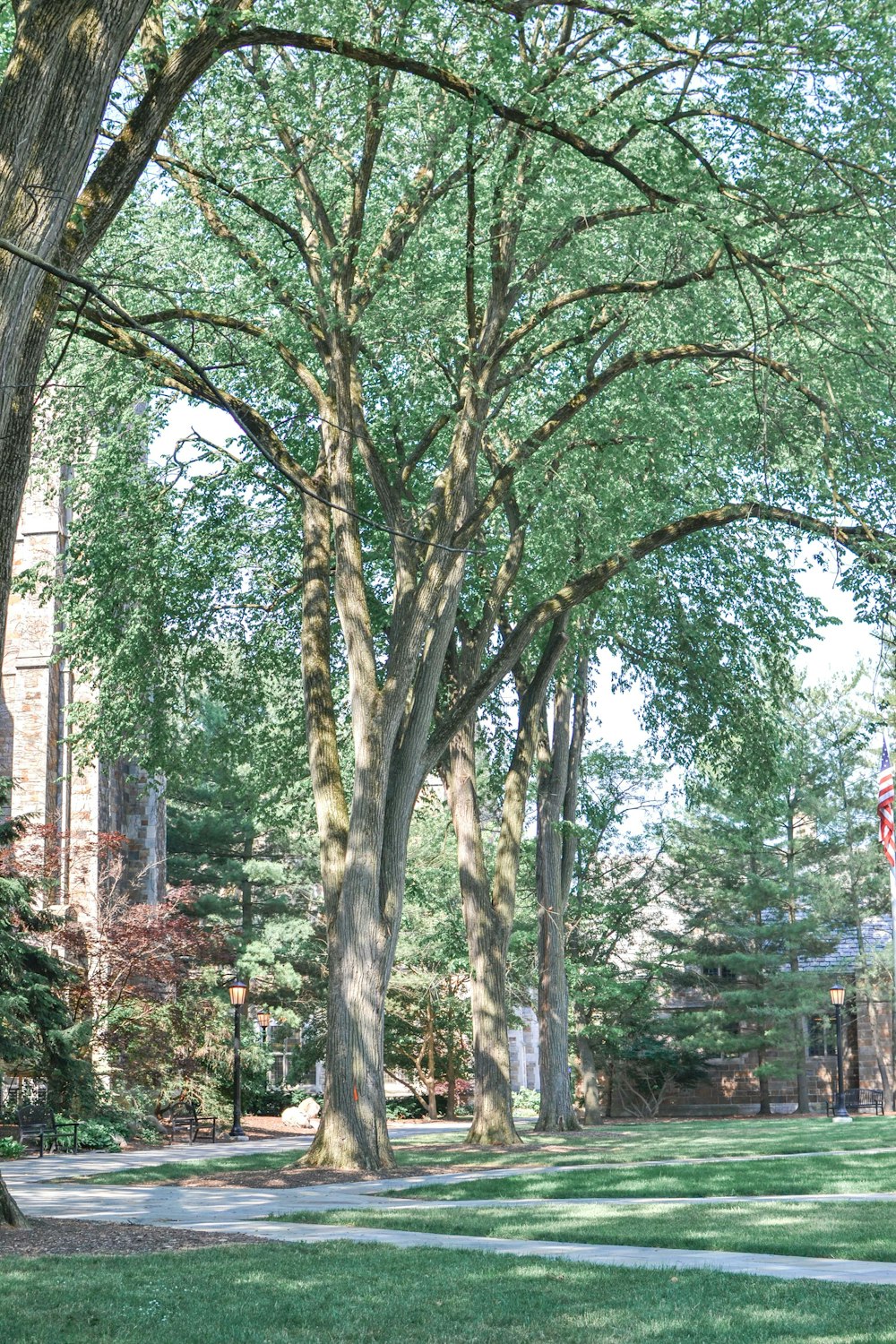 green and brown tree during daytime