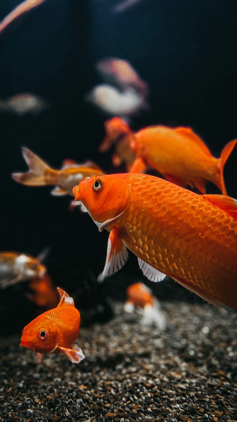 orange and white fish in water