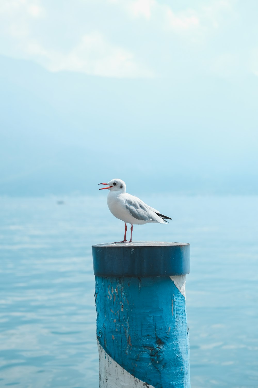 white and gray bird on blue wooden post near sea during daytime