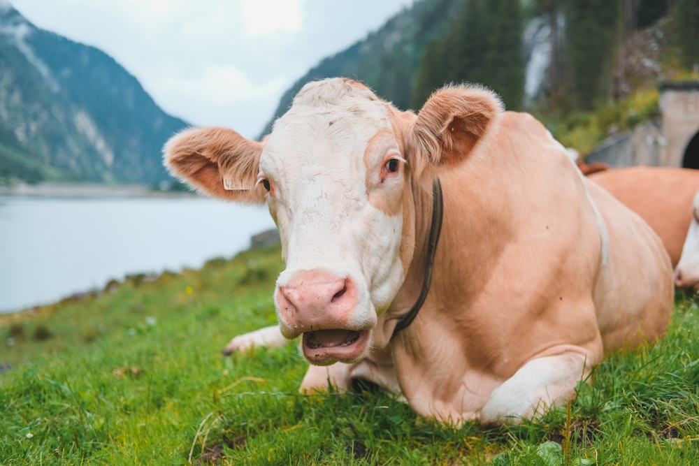 brown cow on green grass field during daytime