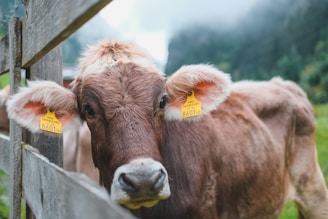 A brown cow with large ears and yellow identification tags stares directly at the viewer. The animal is leaning against a wooden fence, and the background is a blurred, lush green rural setting with hints of fog or mist in the air.