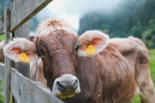 A brown cow with large ears and yellow identification tags stares directly at the viewer. The animal is leaning against a wooden fence, and the background is a blurred, lush green rural setting with hints of fog or mist in the air.