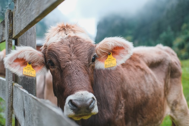 A brown cow with large ears and yellow identification tags stares directly at the viewer. The animal is leaning against a wooden fence, and the background is a blurred, lush green rural setting with hints of fog or mist in the air.