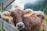 A brown cow with large ears and yellow identification tags stares directly at the viewer. The animal is leaning against a wooden fence, and the background is a blurred, lush green rural setting with hints of fog or mist in the air.